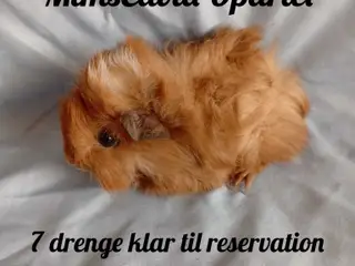 Marsvin, Drenge fra registret opdræt 