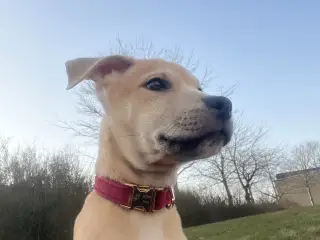 skønne hvalpe søger nyt, kærligt hjem 🐶