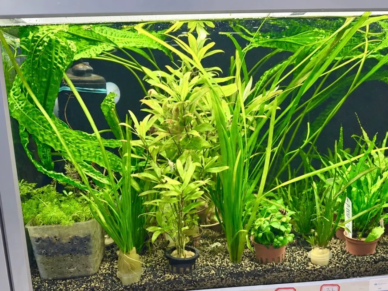 Billede 11 - 🩷 Wow mange flotte akvarieplanter 🩷