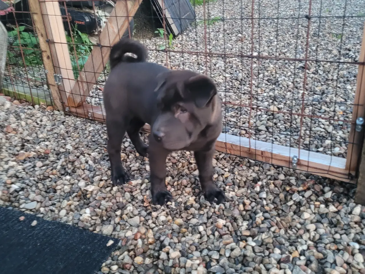Billede 2 - Shar pei hvalp