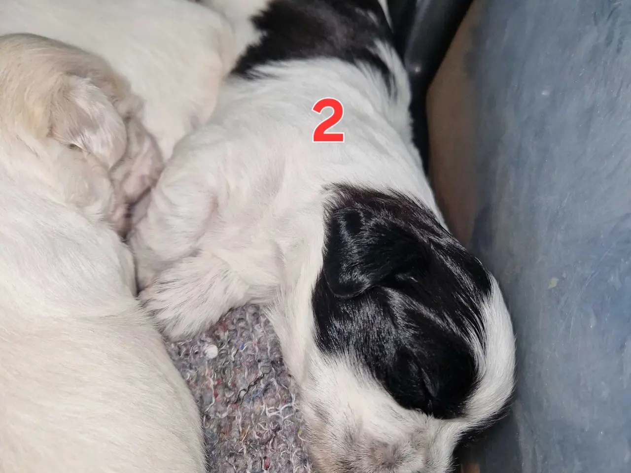 Billede 4 - Boomer hvalpe 