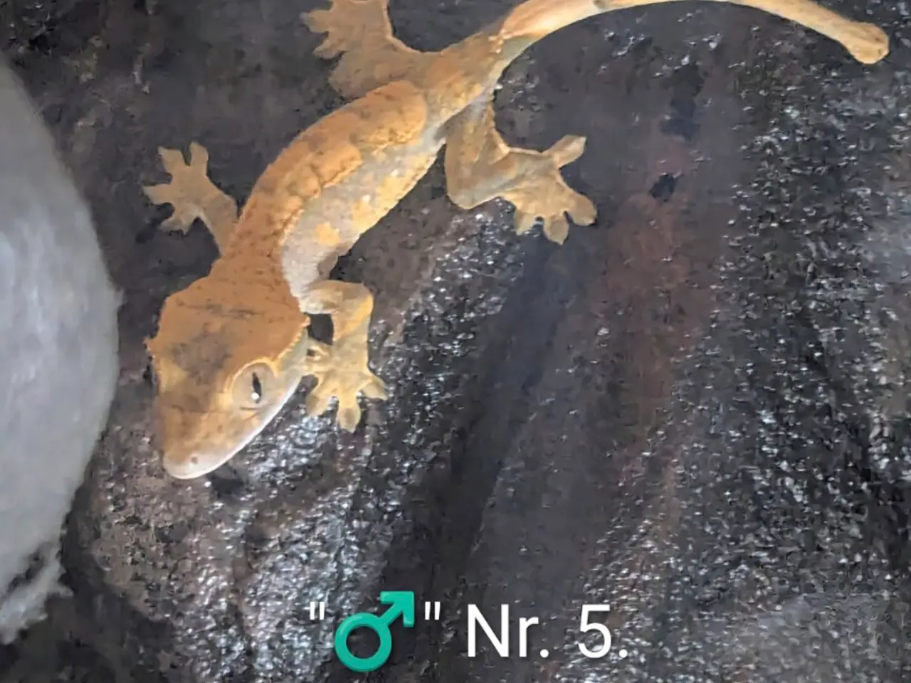 Billede 13 - Kronegekko babyer sælges 