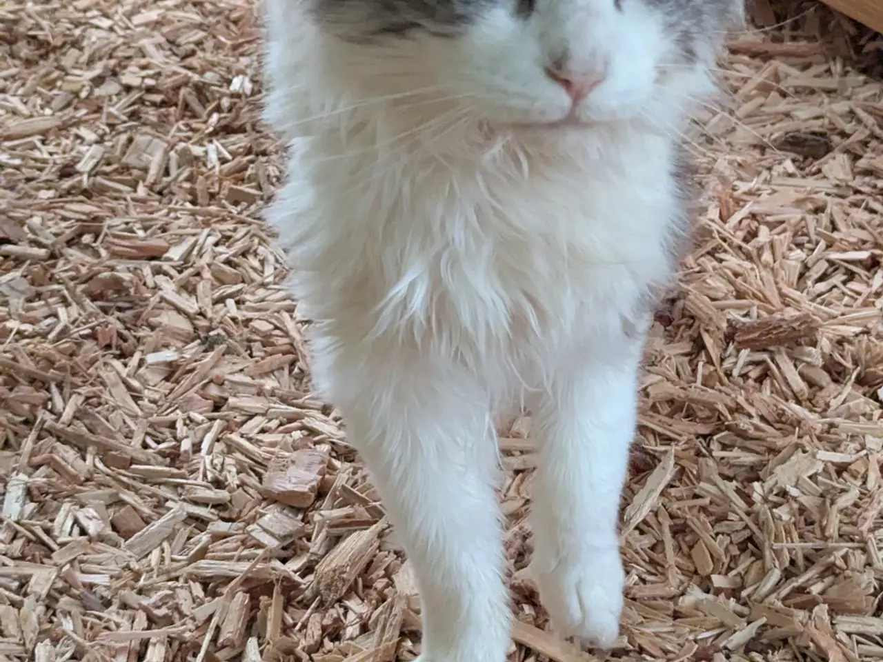 Billede 7 - En voksen Maine coon han