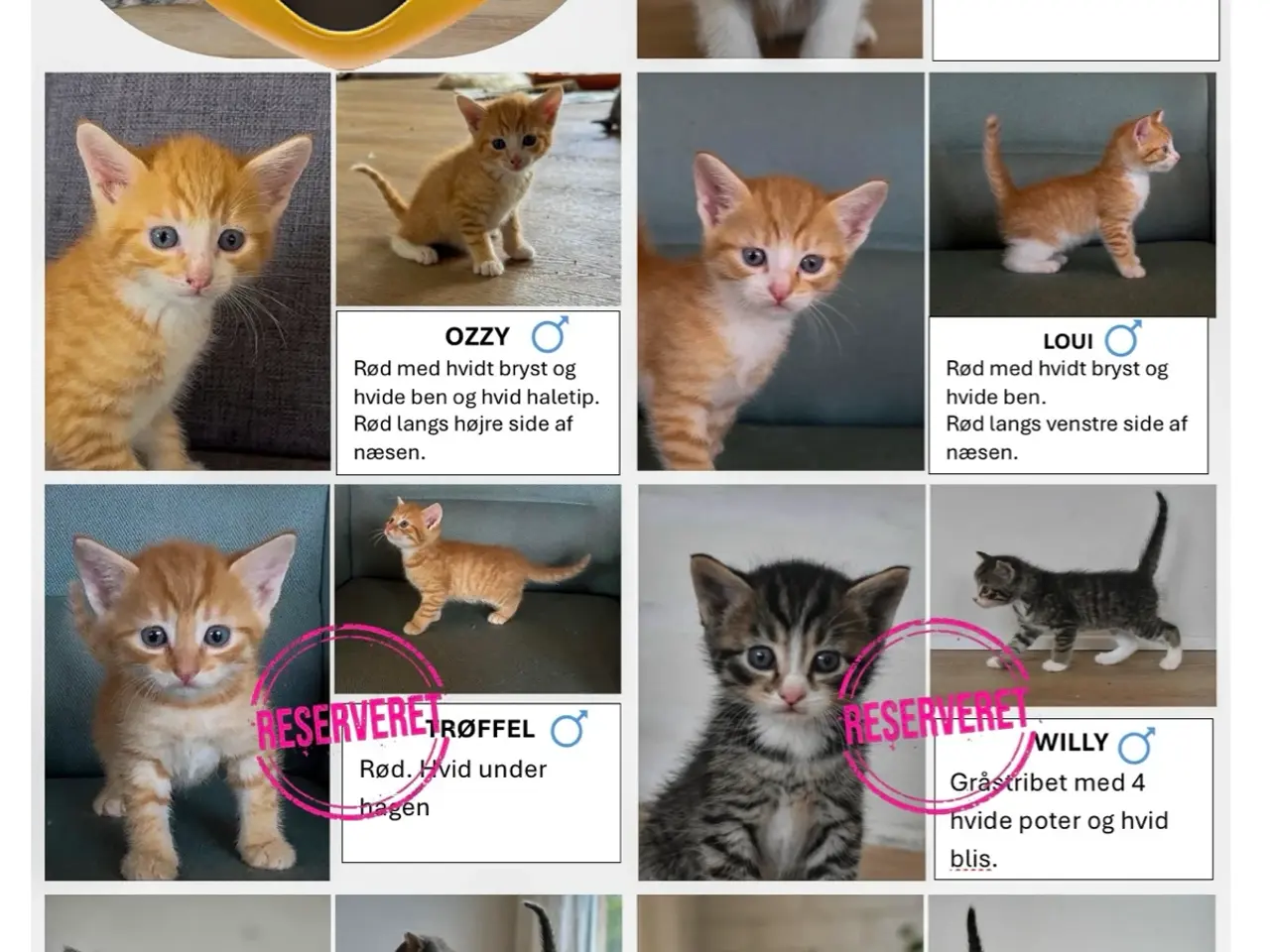 Billede 1 - 🐾 Søde socialiserede killinger til salg 🐾