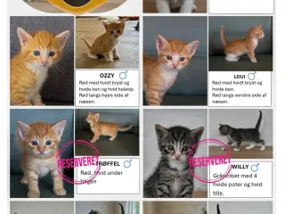 🐾 Søde socialiserede killinger til salg 🐾