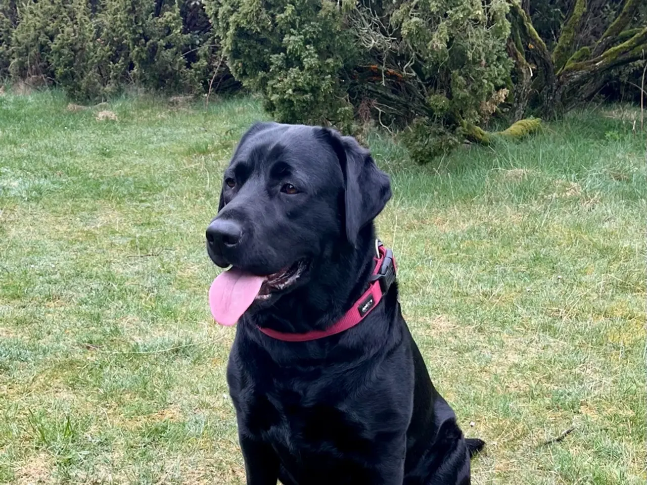 Billede 4 - Sort labradorhvalp - gammeldags type