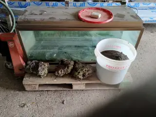Akvarie