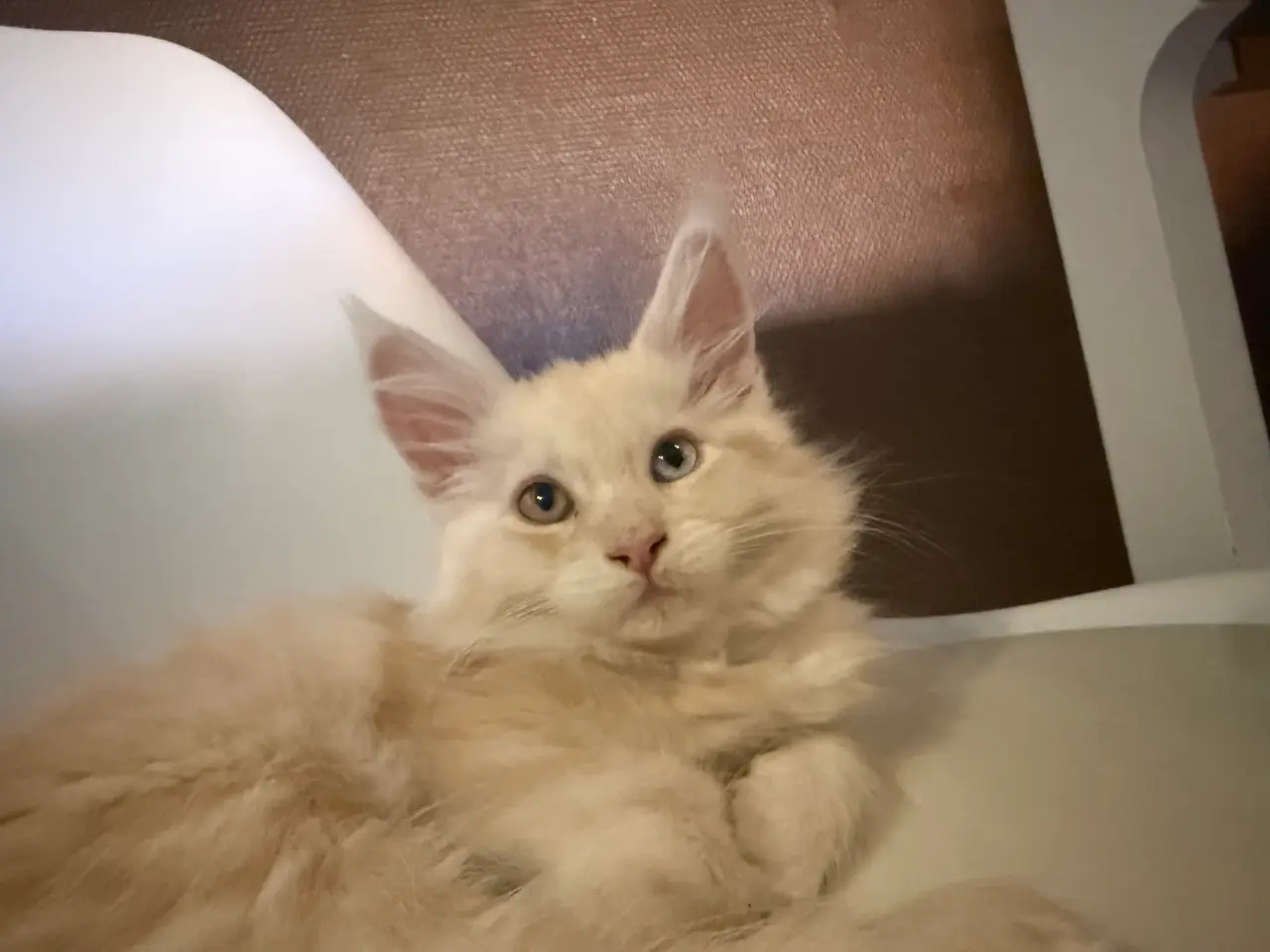 Billede 1 - To smukke Mainecoon piger 🎀🐾
