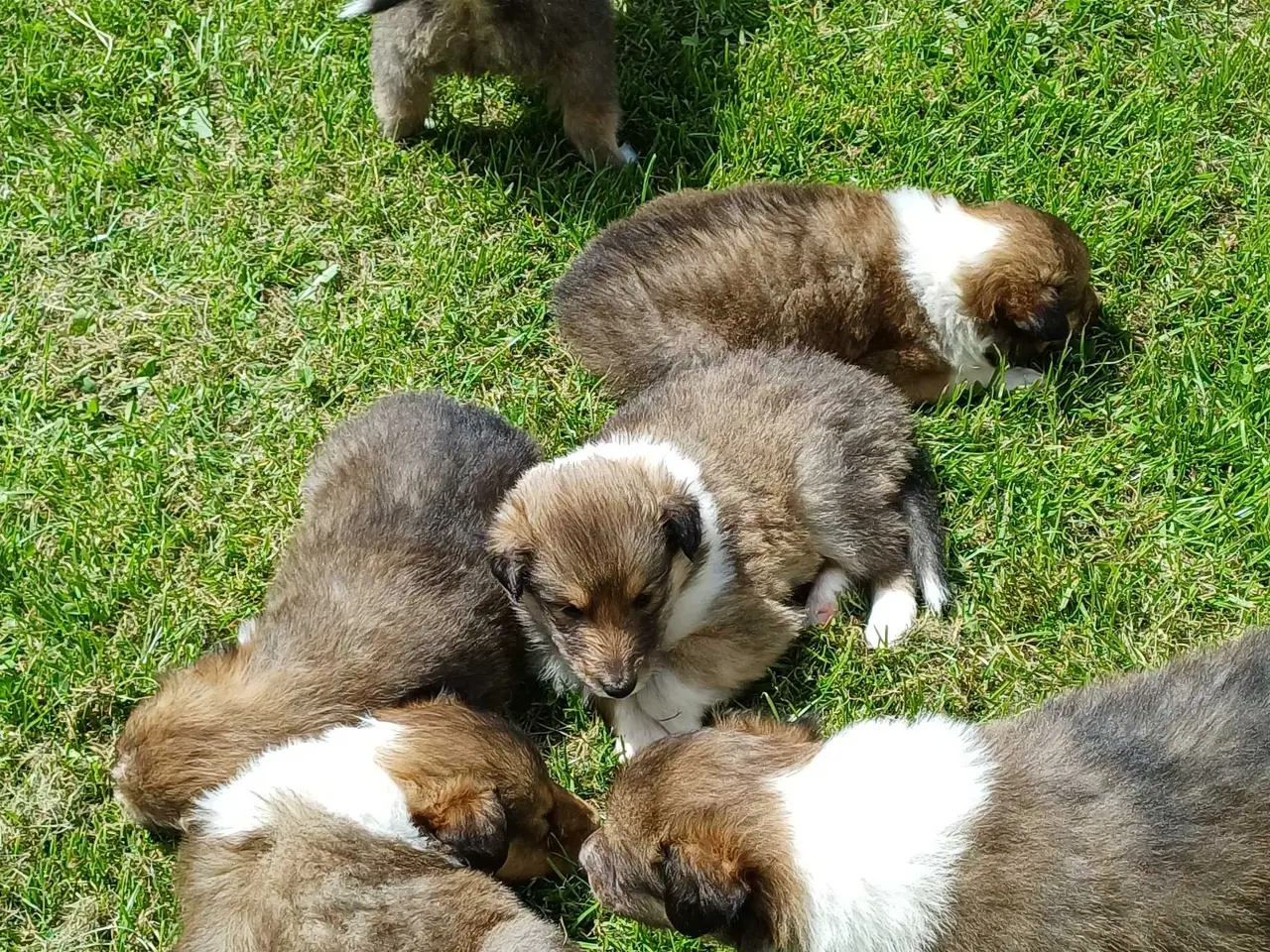 Billede 1 - 3 Collie tilbage (Amerikansk)