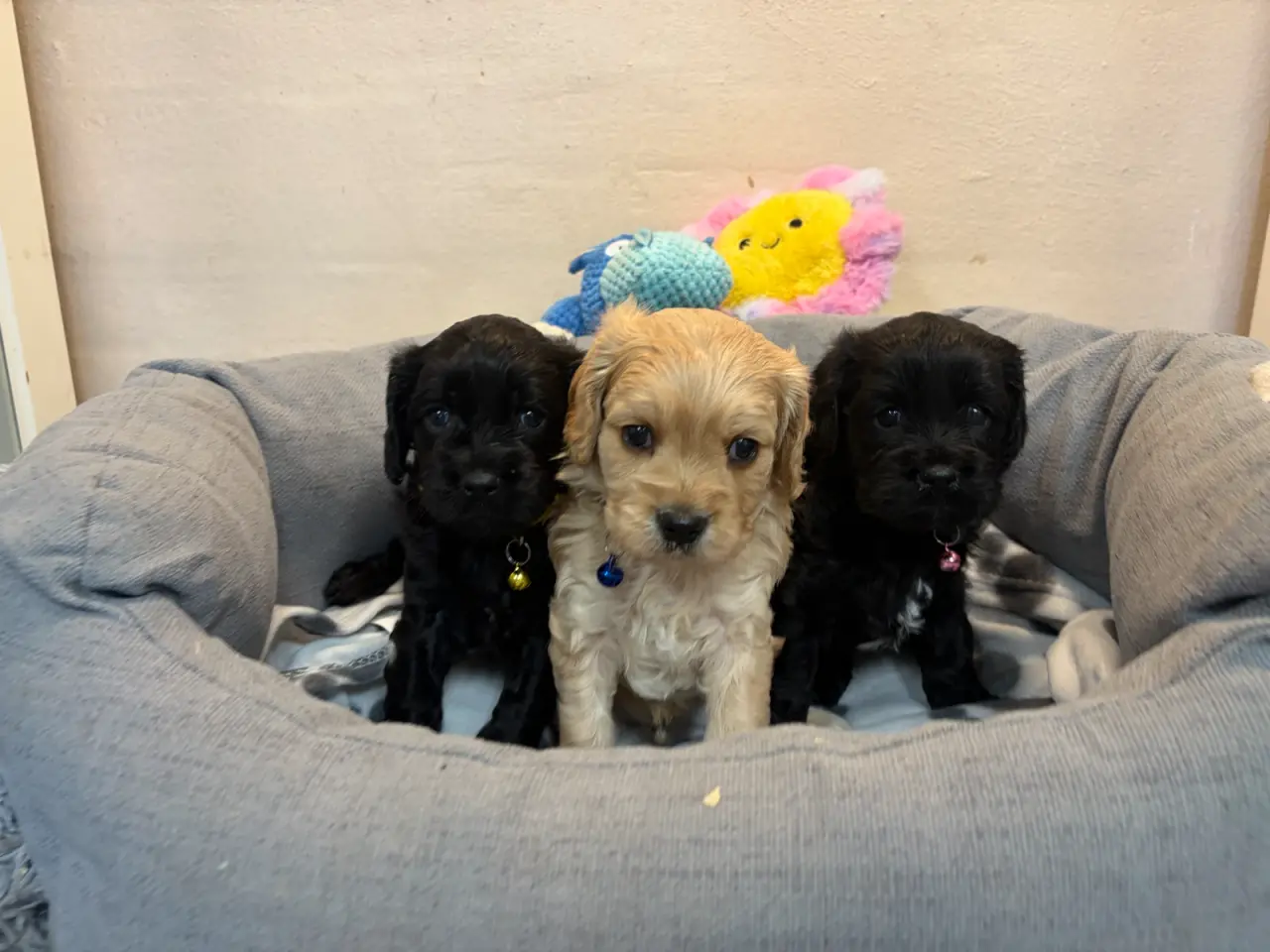 Billede 11 - De smukkeste F1 Cavapoo babyer