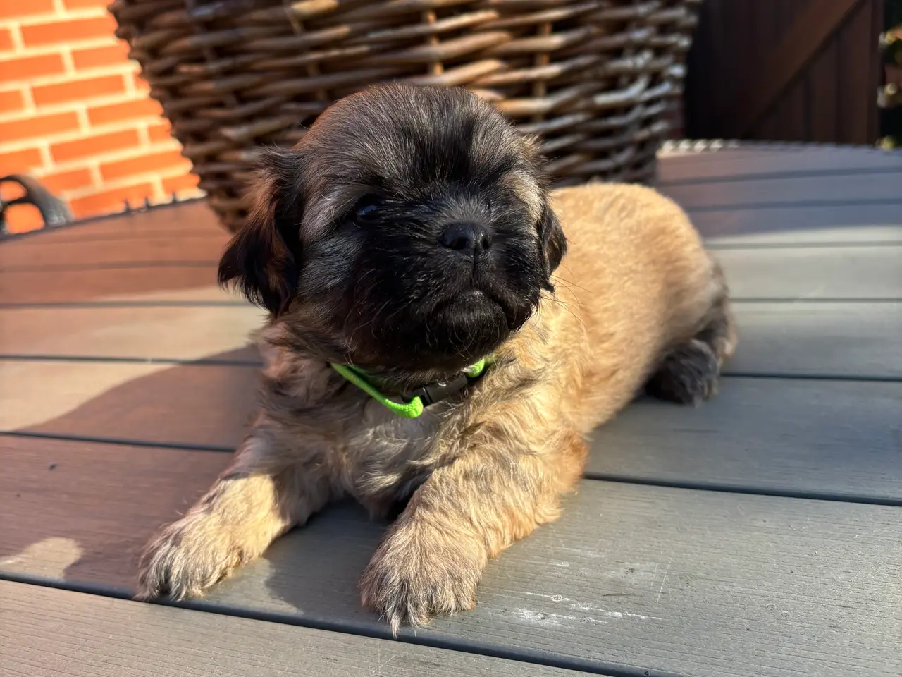 Billede 2 - Bommuld/Shih tzu hvalpe