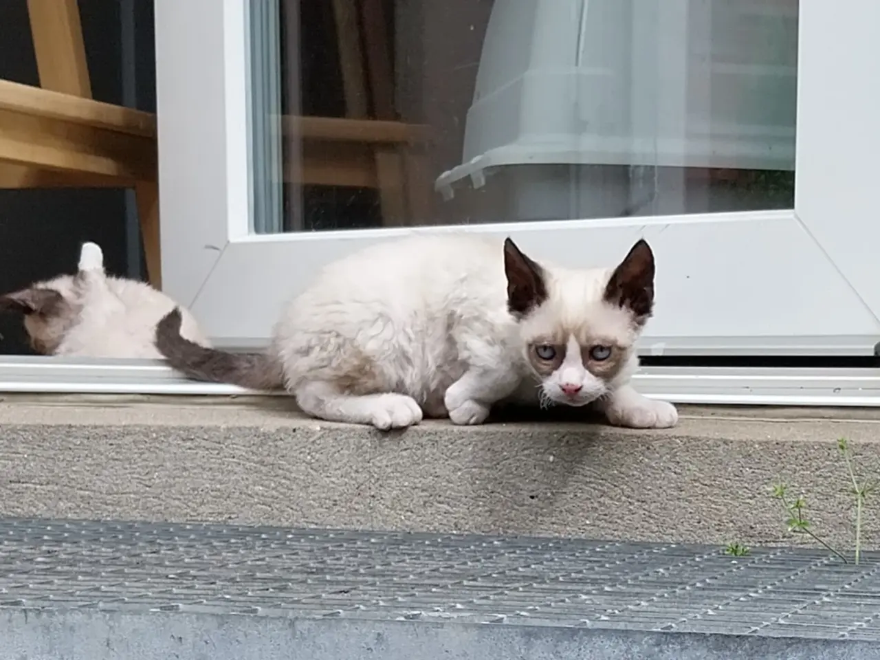 Billede 6 - Smukke Ragdoll lignende killinger