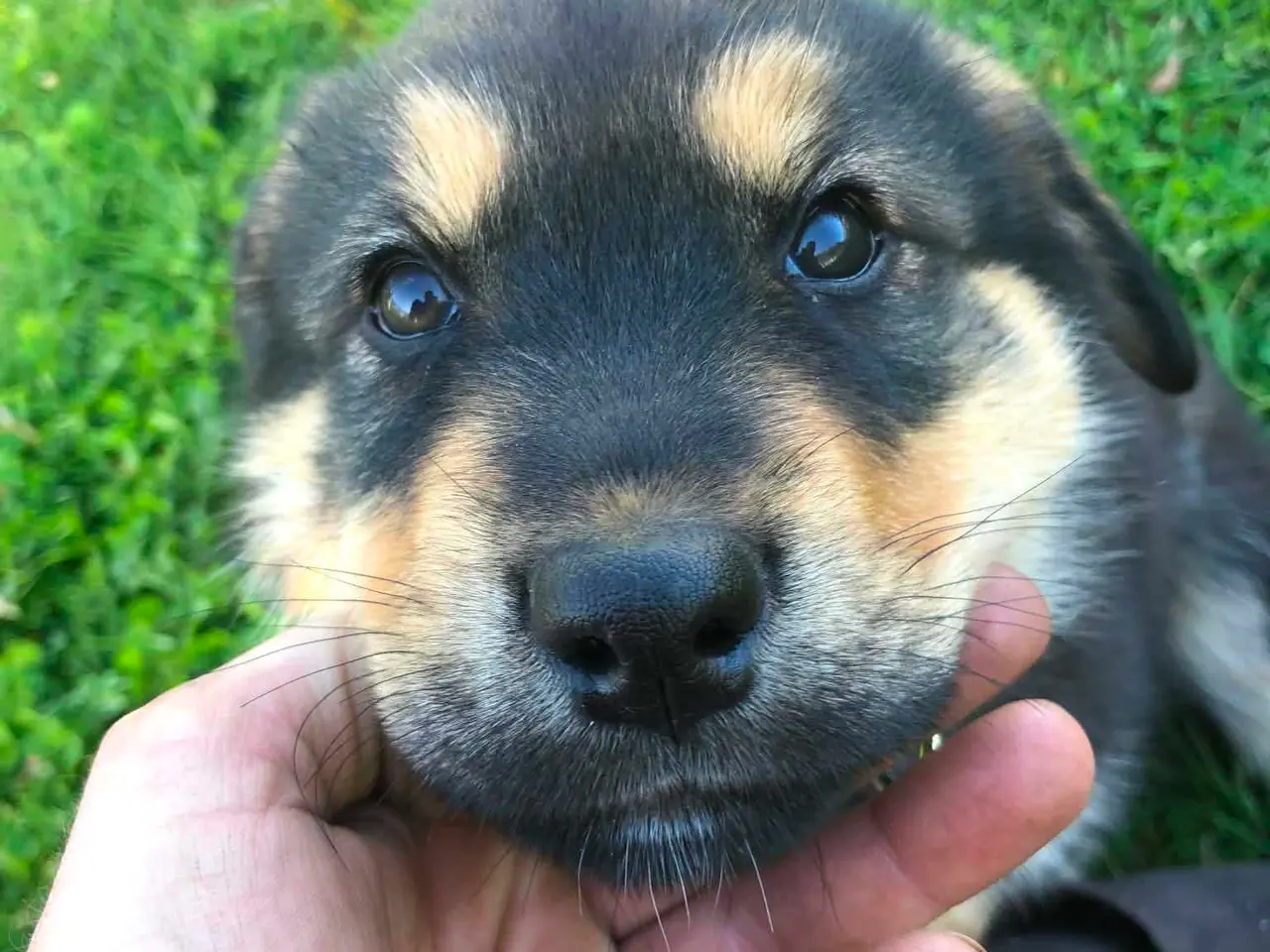 Billede 10 - ROTTWEILER/ALASKAN MALAMUT piger søger nye familie