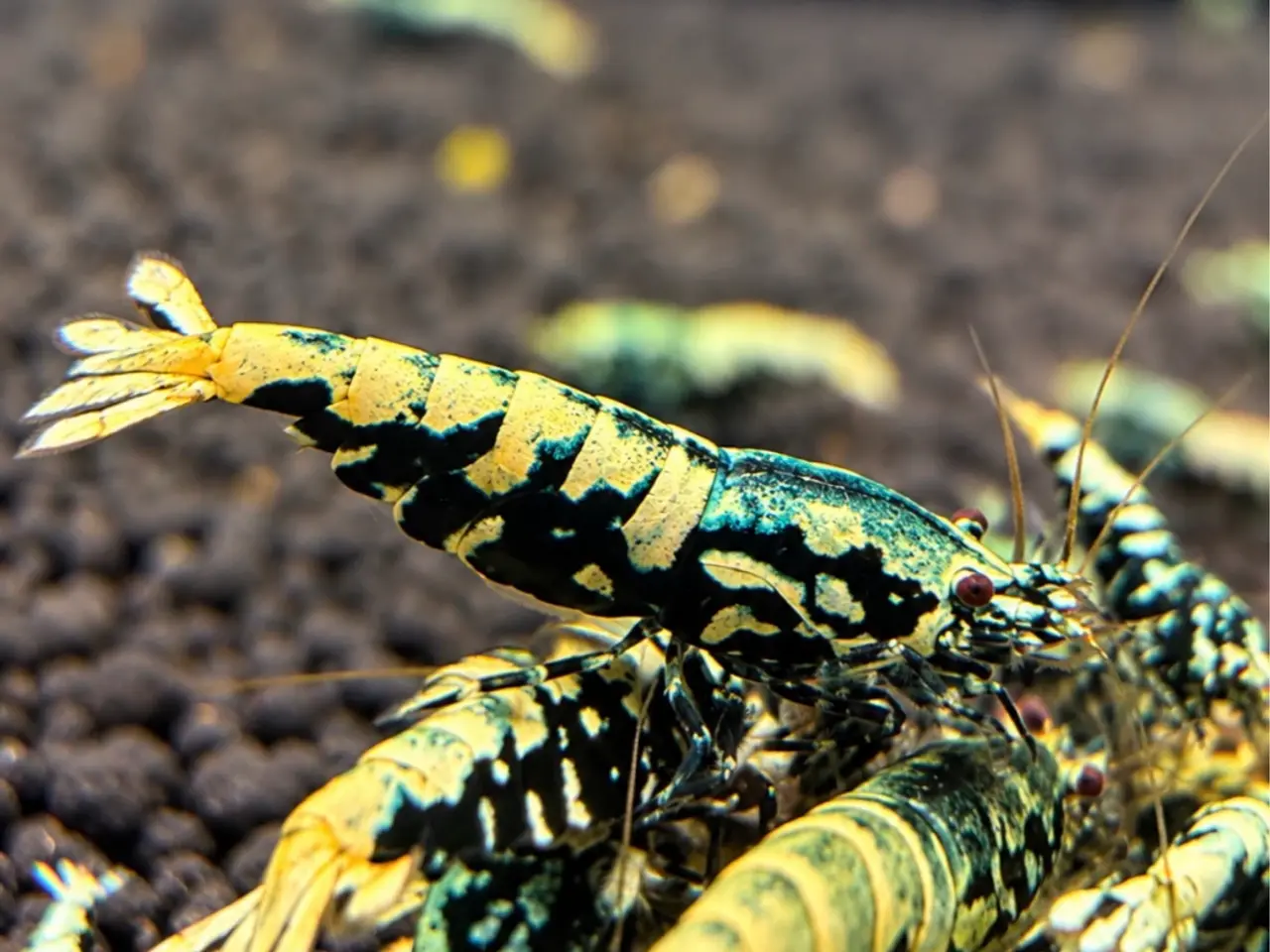 Billede 12 - Galaxy Fishbone Rejer – Caridina sp.