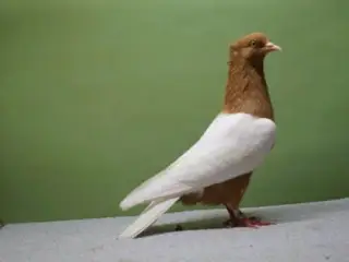 Raceduer 