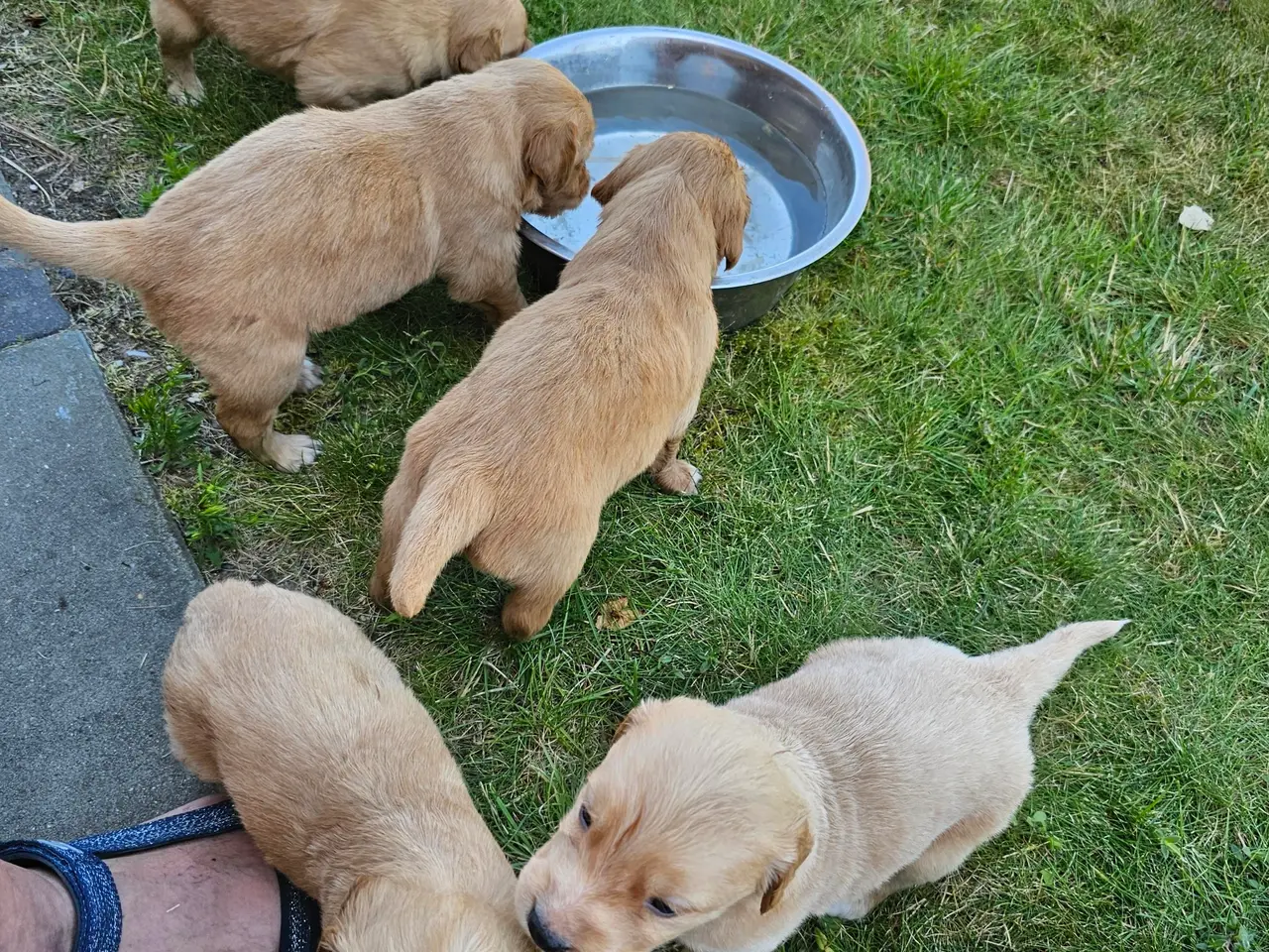 Billede 7 - Mørke Golden Retriever hvalpe