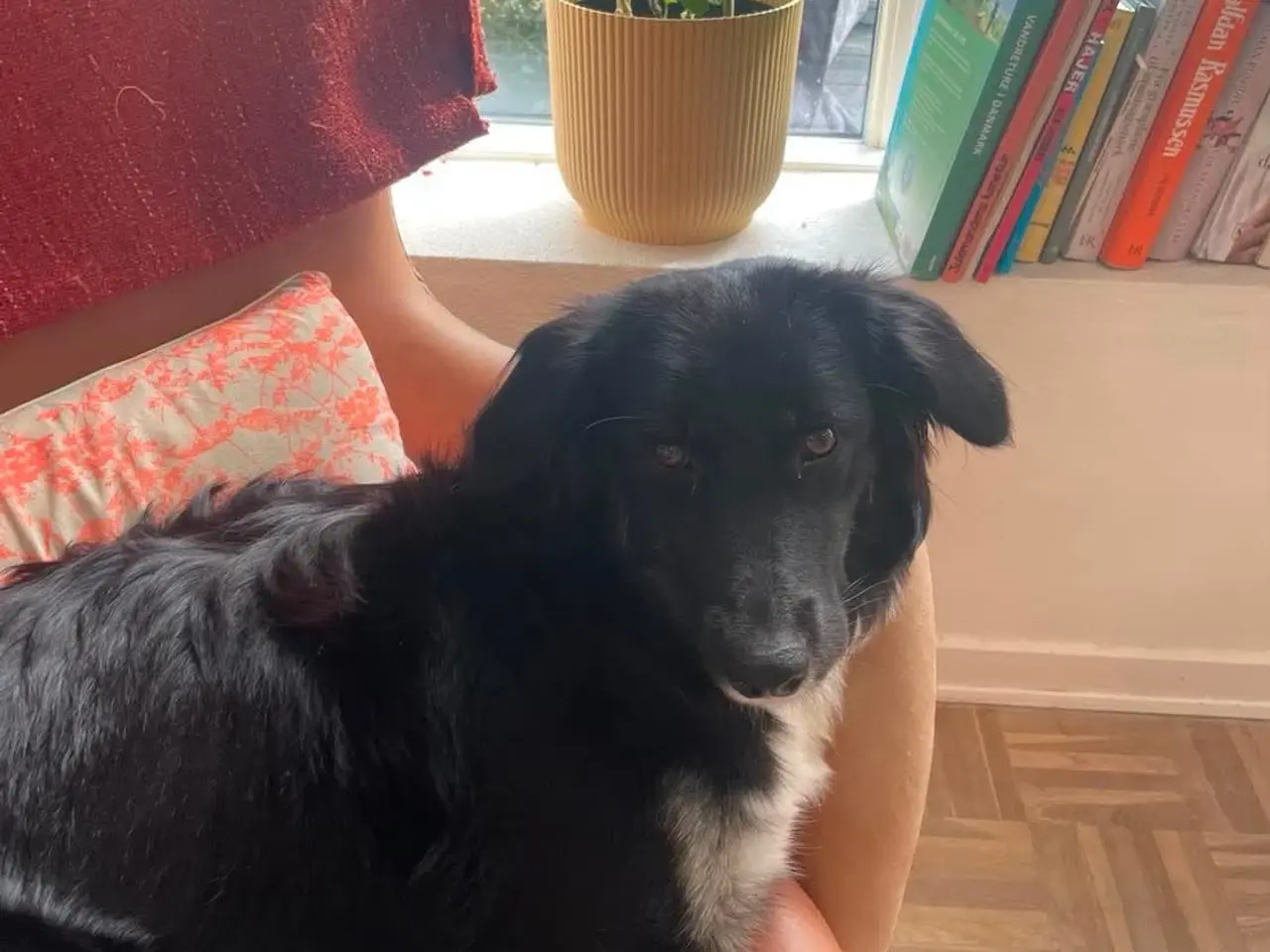Billede 8 - Skønne Kamille søger nyt hjem 🐶