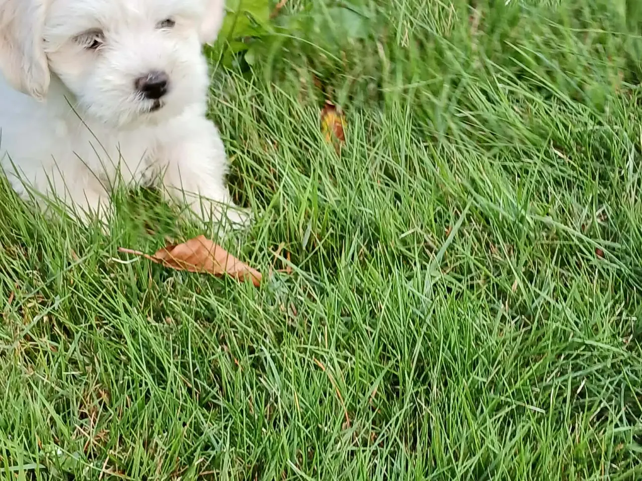 Billede 4 - Bichon maltesse