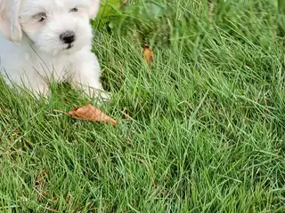 Bichon maltesse - 4
