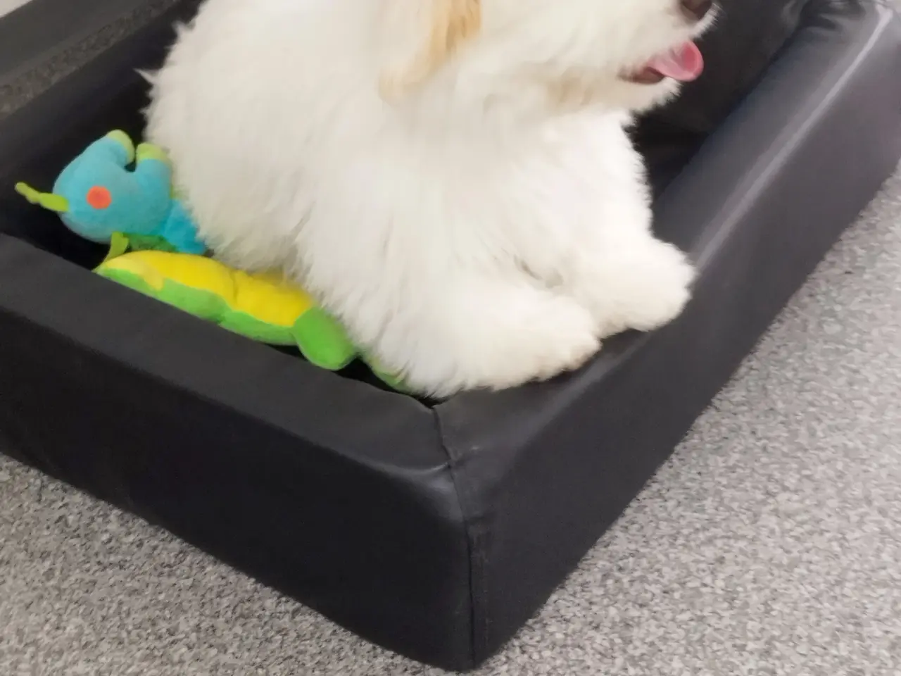 Billede 1 - Coton de Tulear