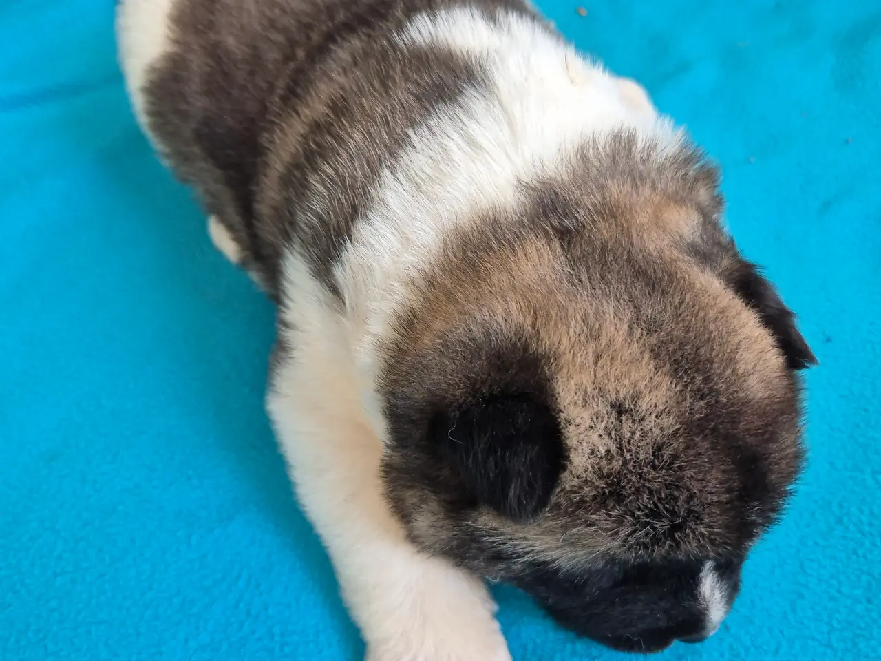 Billede 7 - Hundehvalpe American Akita 💙💙💙🩷