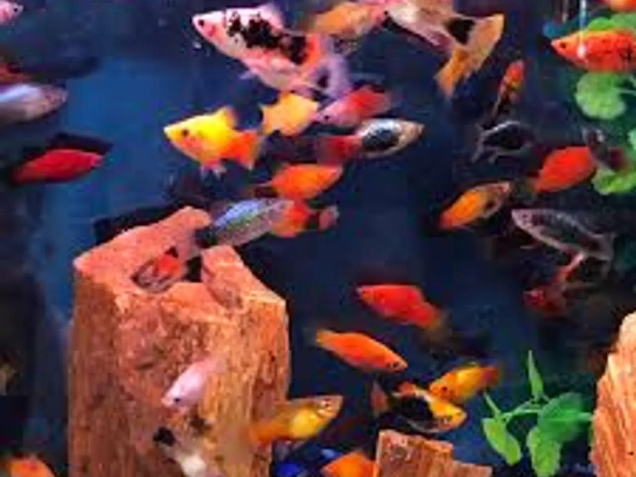 Billede 1 - PLATY. MIX. ((STORE)) ((3 CM)) FÅ MÆNGDE RABAT