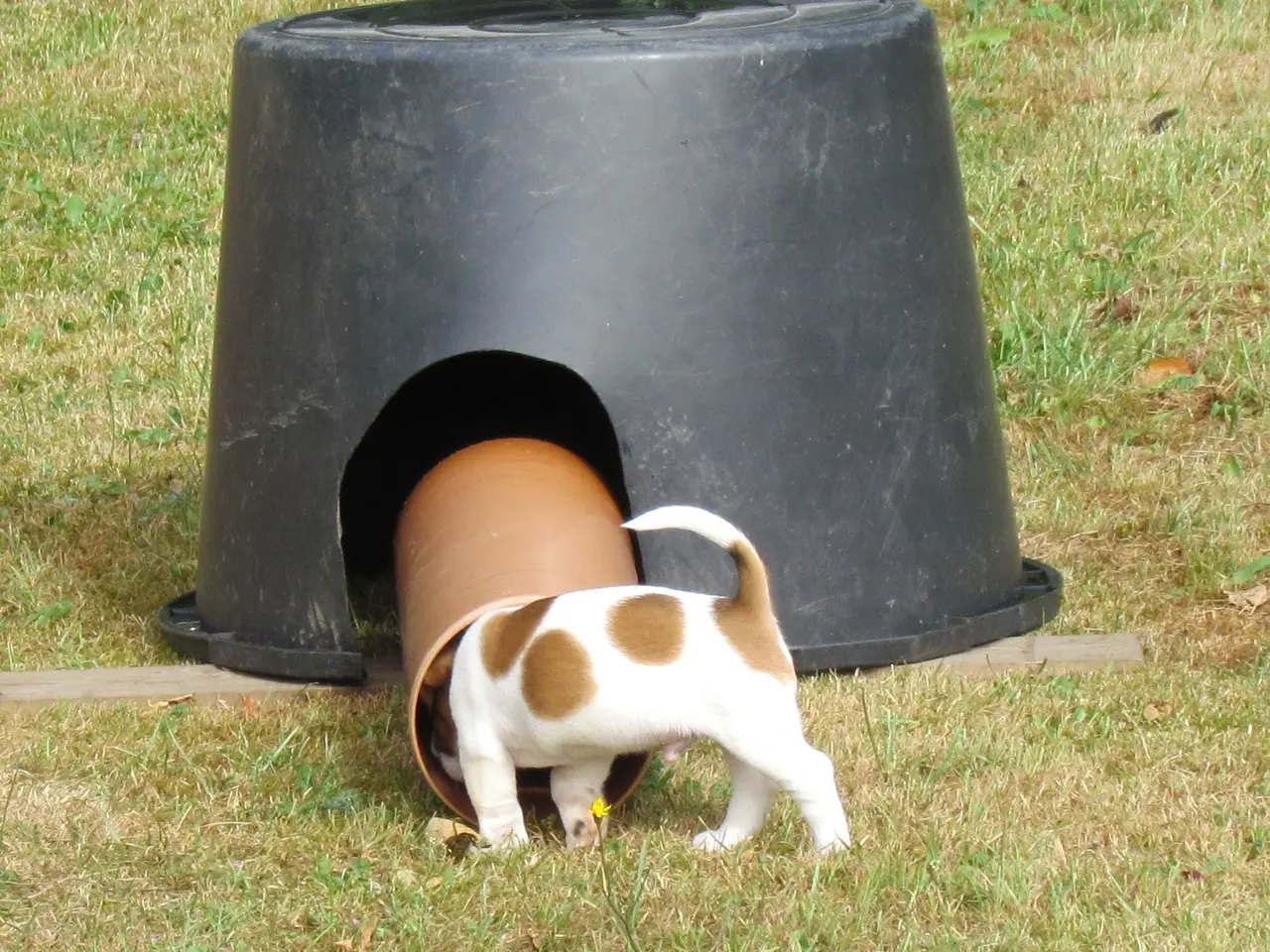 Billede 3 - DKK Jack Russell hvalpe – 2 hanner tilbage!