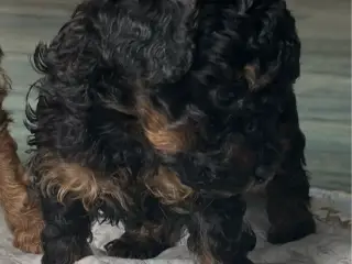 Toy/ dværg puddel hvalpe sælges - 3