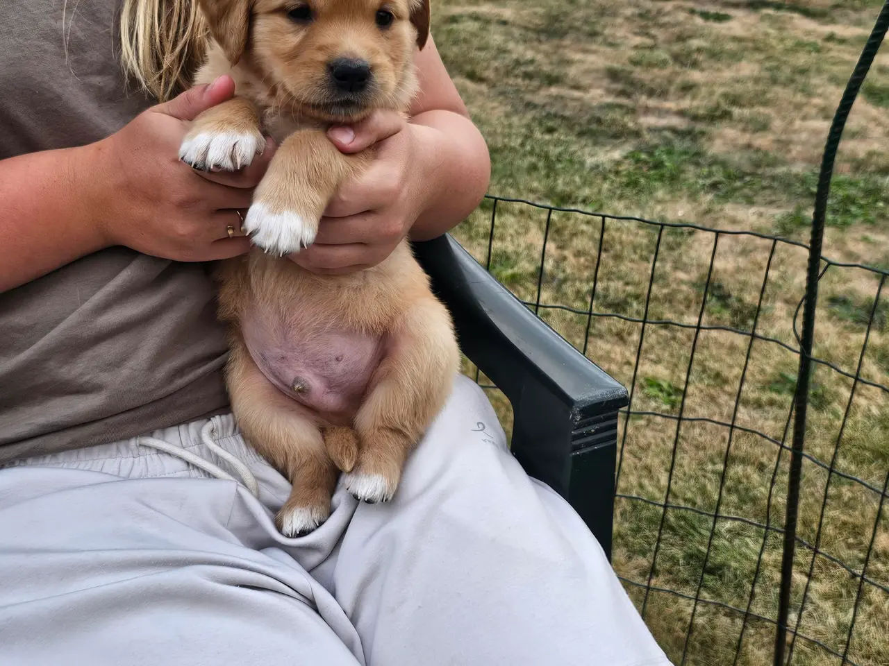 Billede 15 - Mørke Golden Retriever hvalpe