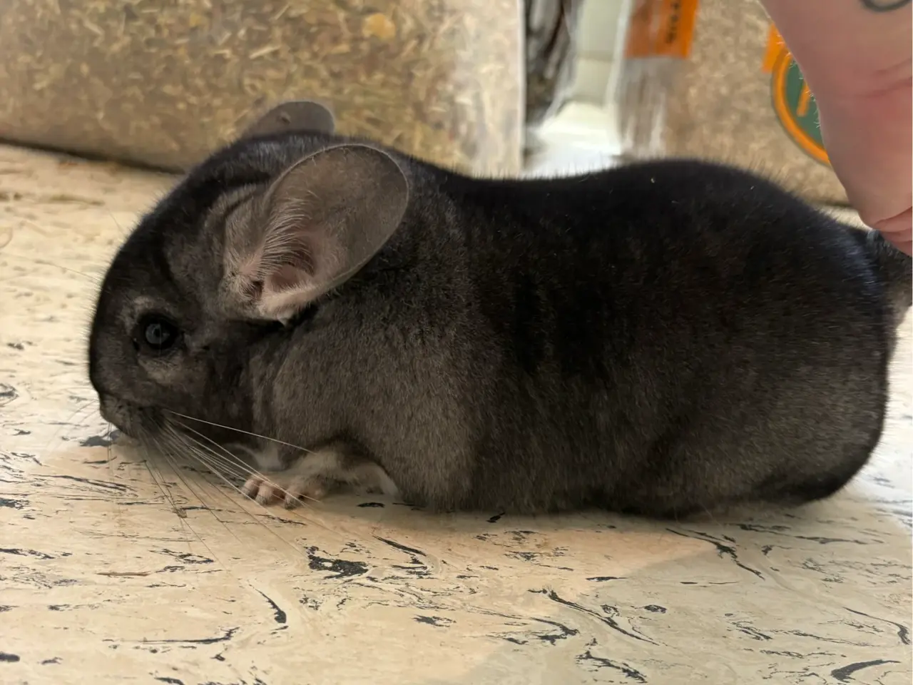 Billede 1 - HAN chinchilla