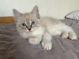 Ragdoll han killinger