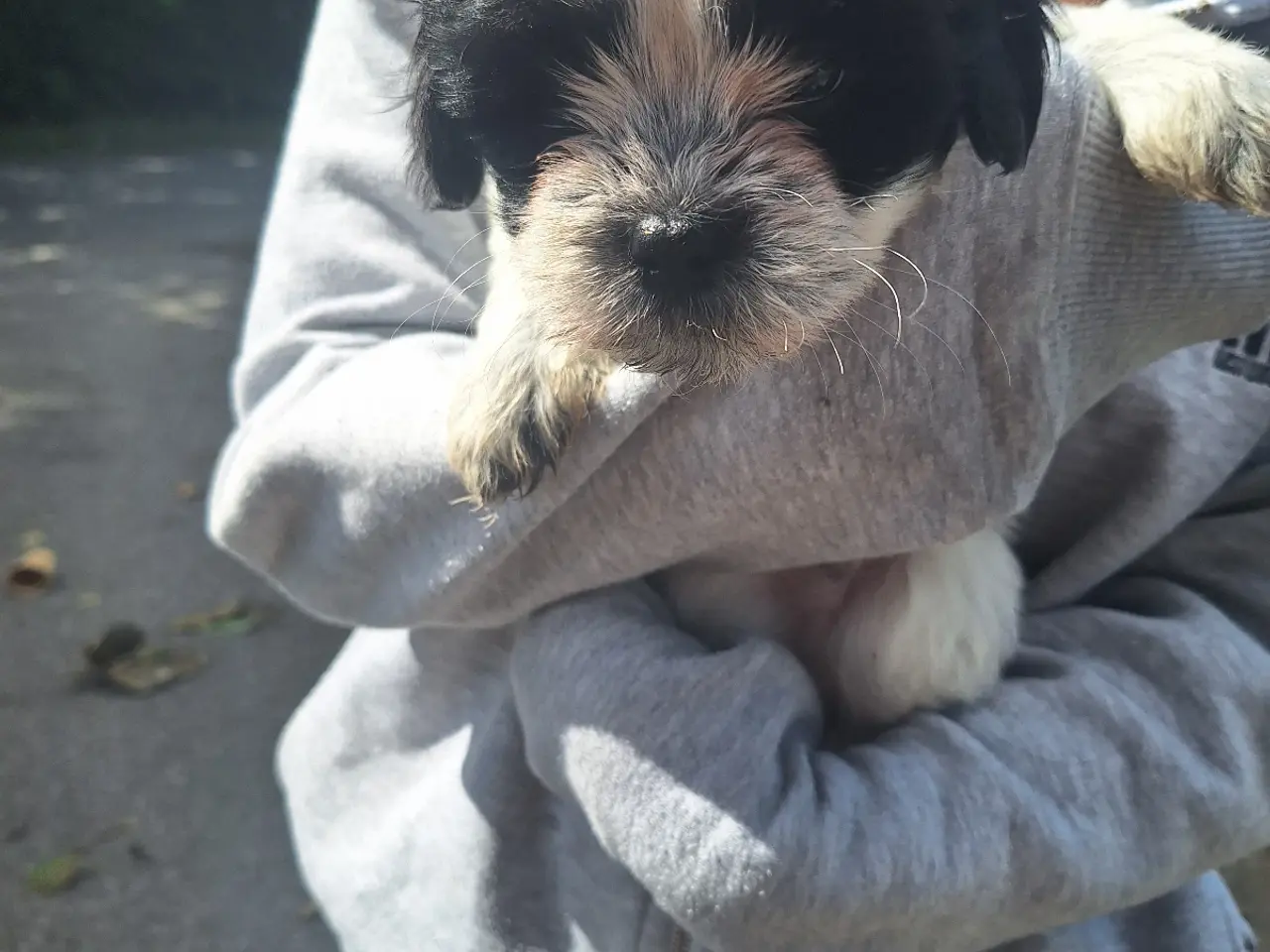 Billede 5 - Lhasa Apso malteser hvalpe