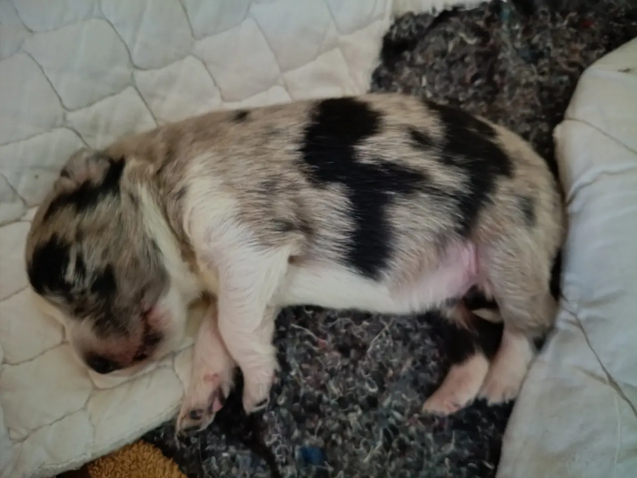 Billede 2 - Border collie han og blå Merle han