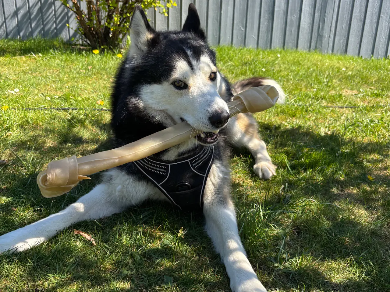 Billede 3 - Hund – Pablo – 6-årig Siberian Husky søger sit sid