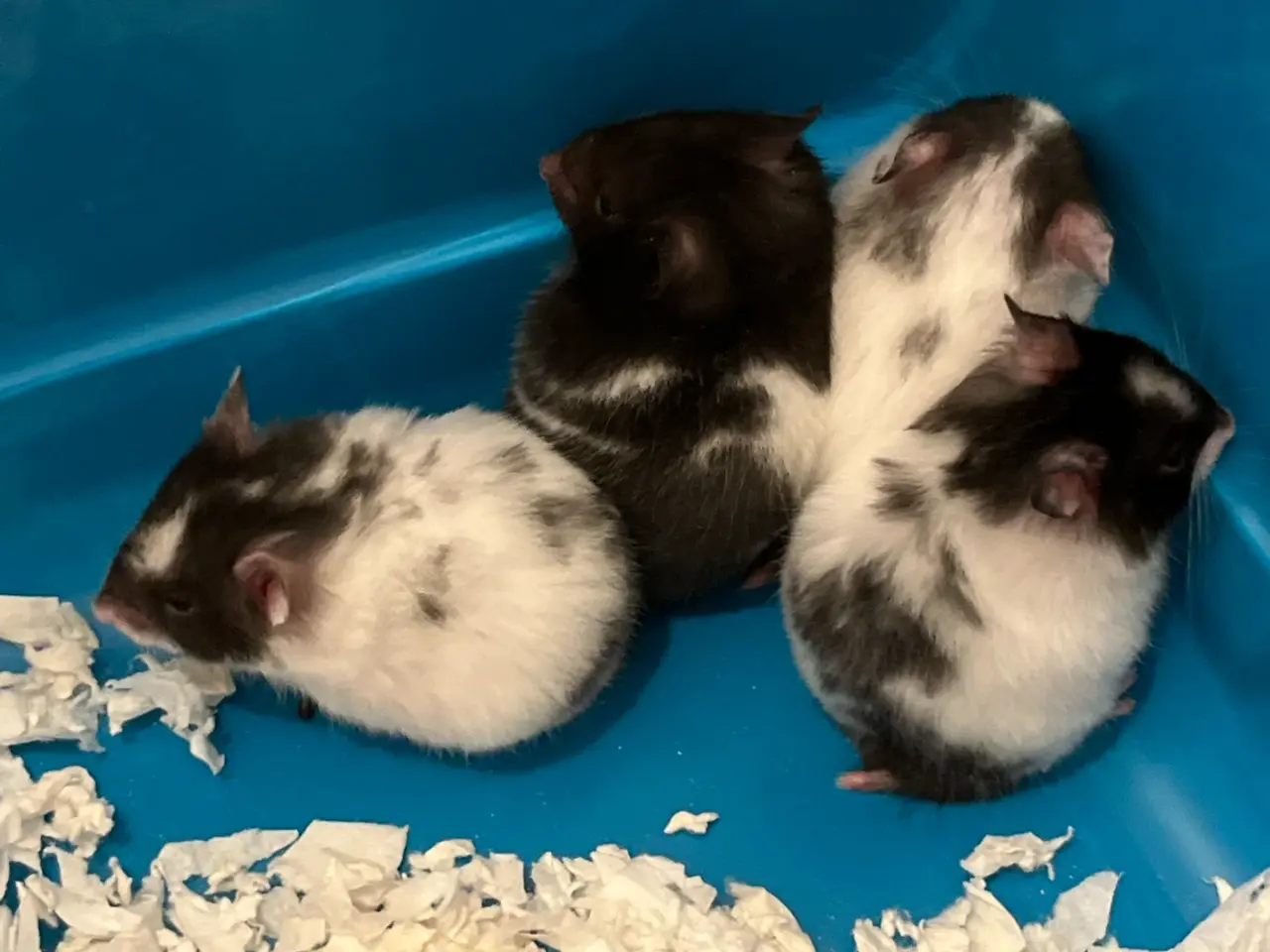 Billede 3 - Hamsterunger søger nye familier