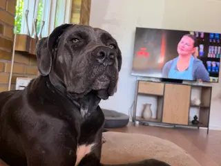 Cane corso