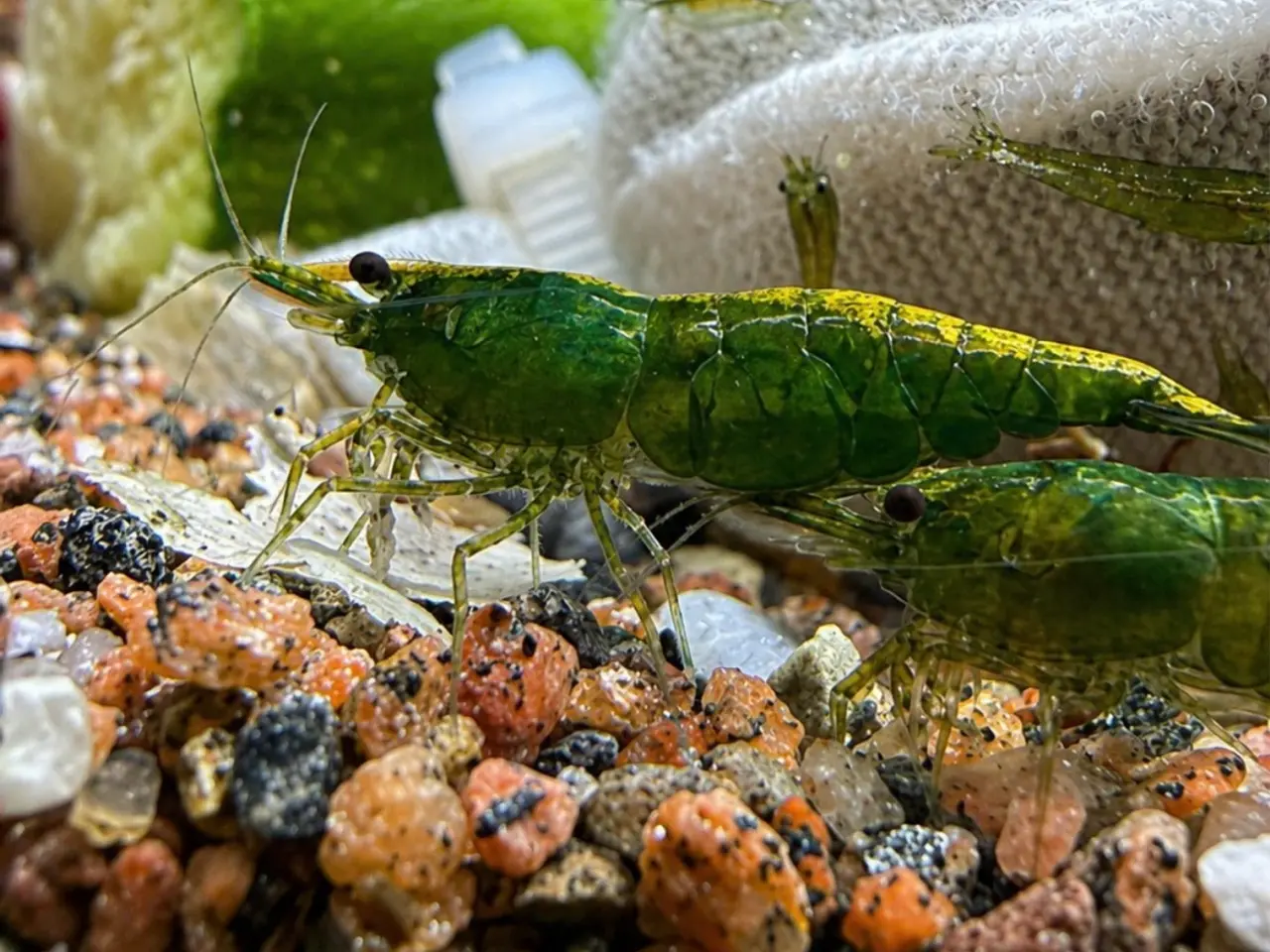 Billede 15 - 💚 Green jade rejer💚 mørekere og lysere grønne
