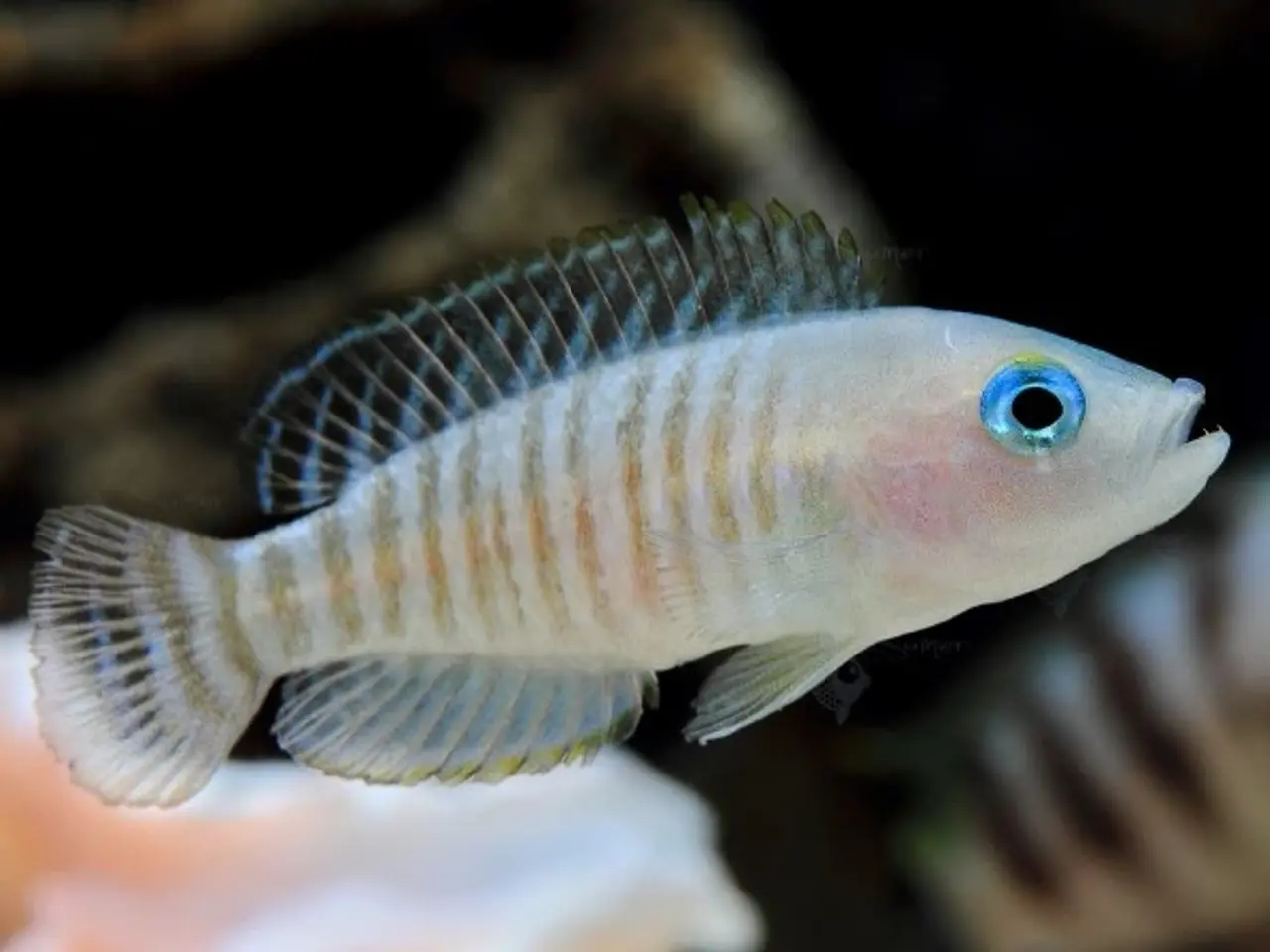 Billede 1 - SneglehusCichlide (Neolamprologus multifasciatus)