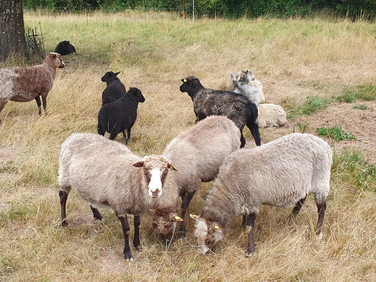 Billede 1 - Spælsau får og spælsau/ertebølle lam