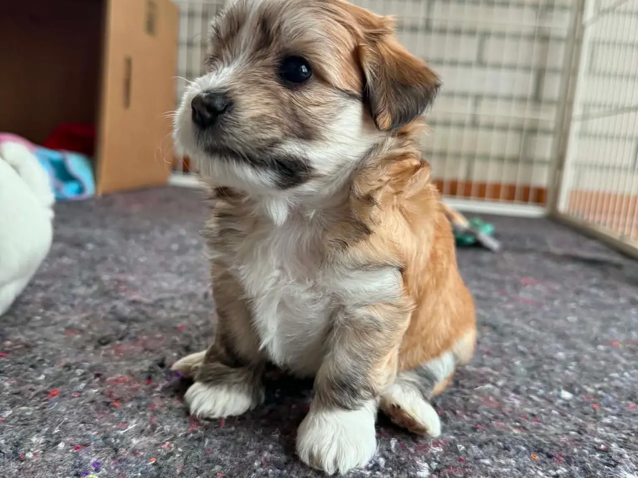 Billede 6 - Smukke bichon havanais hvalpe