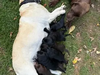 Helt fantastiske Labradoodle sælges - 5