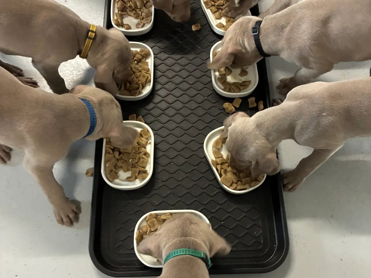 Billede 2 - Weimaraner hvalpe søger nyt hjem.