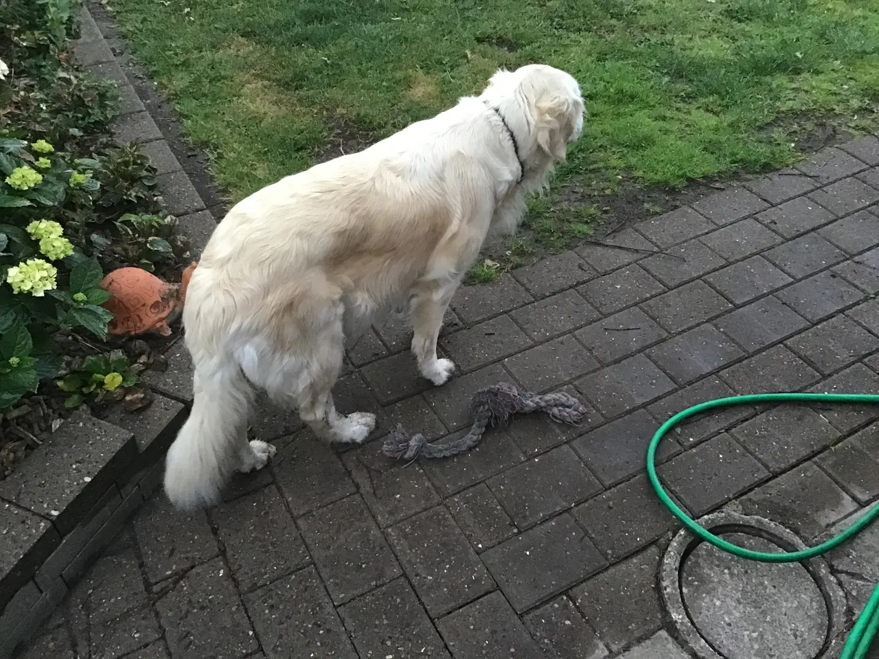 Billede 3 - Golden retriever hvalpe sælges.