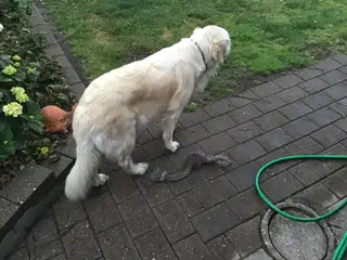 Golden retriever hvalpe sælges. - 3