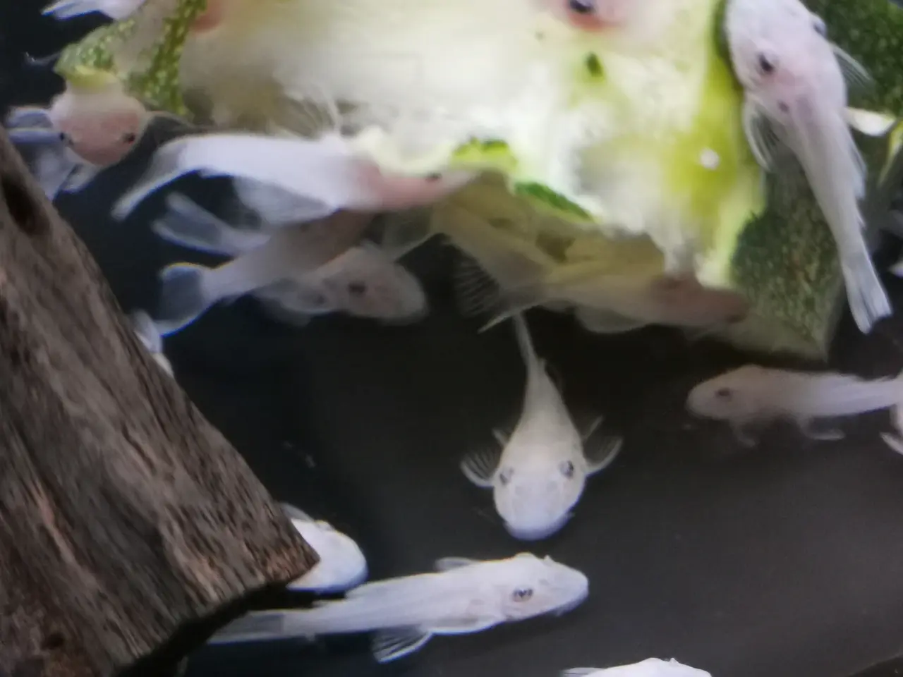 Billede 3 - Snow white ancistrus