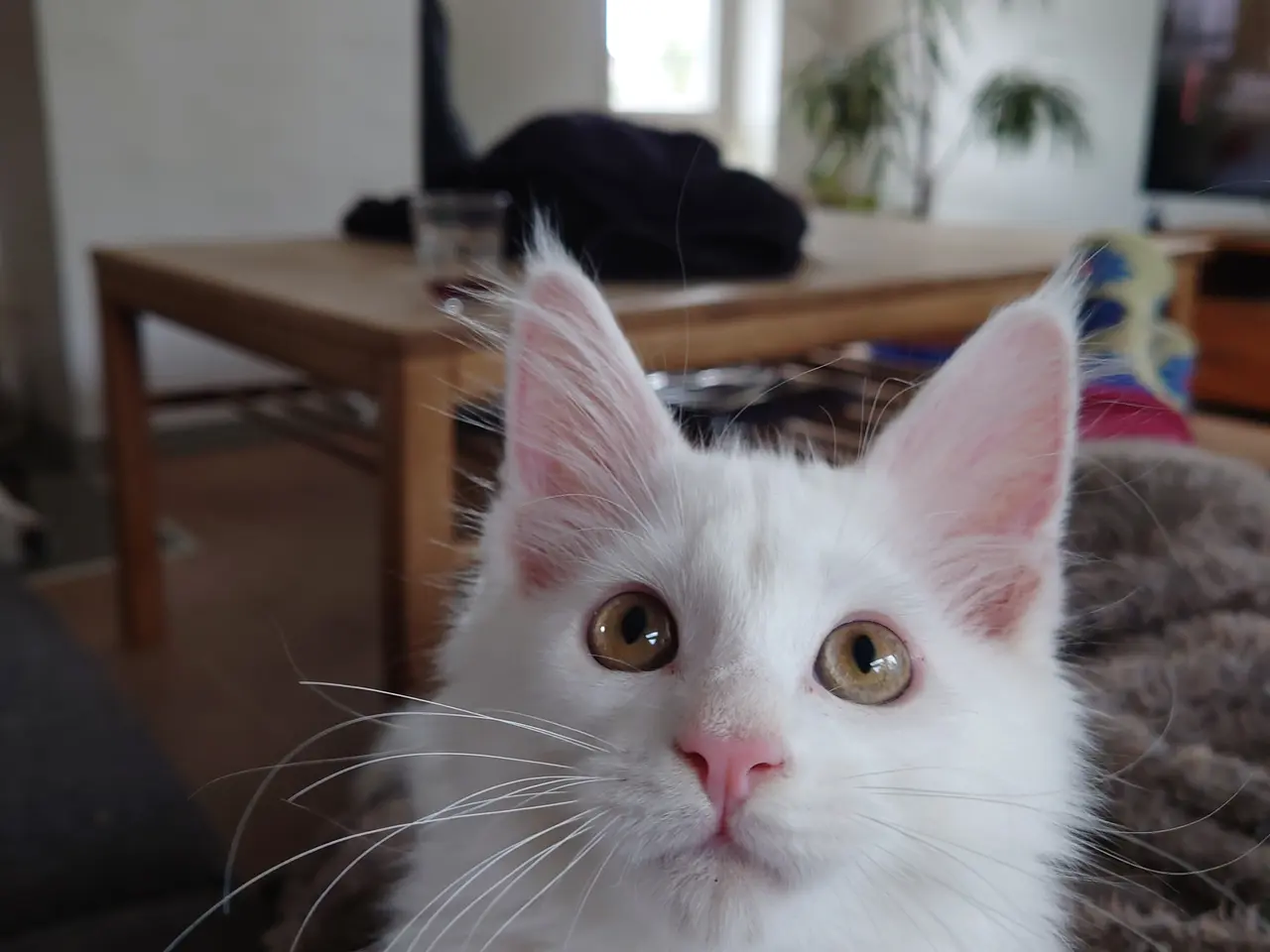 Billede 10 - Smukke Maine coon far med tavle