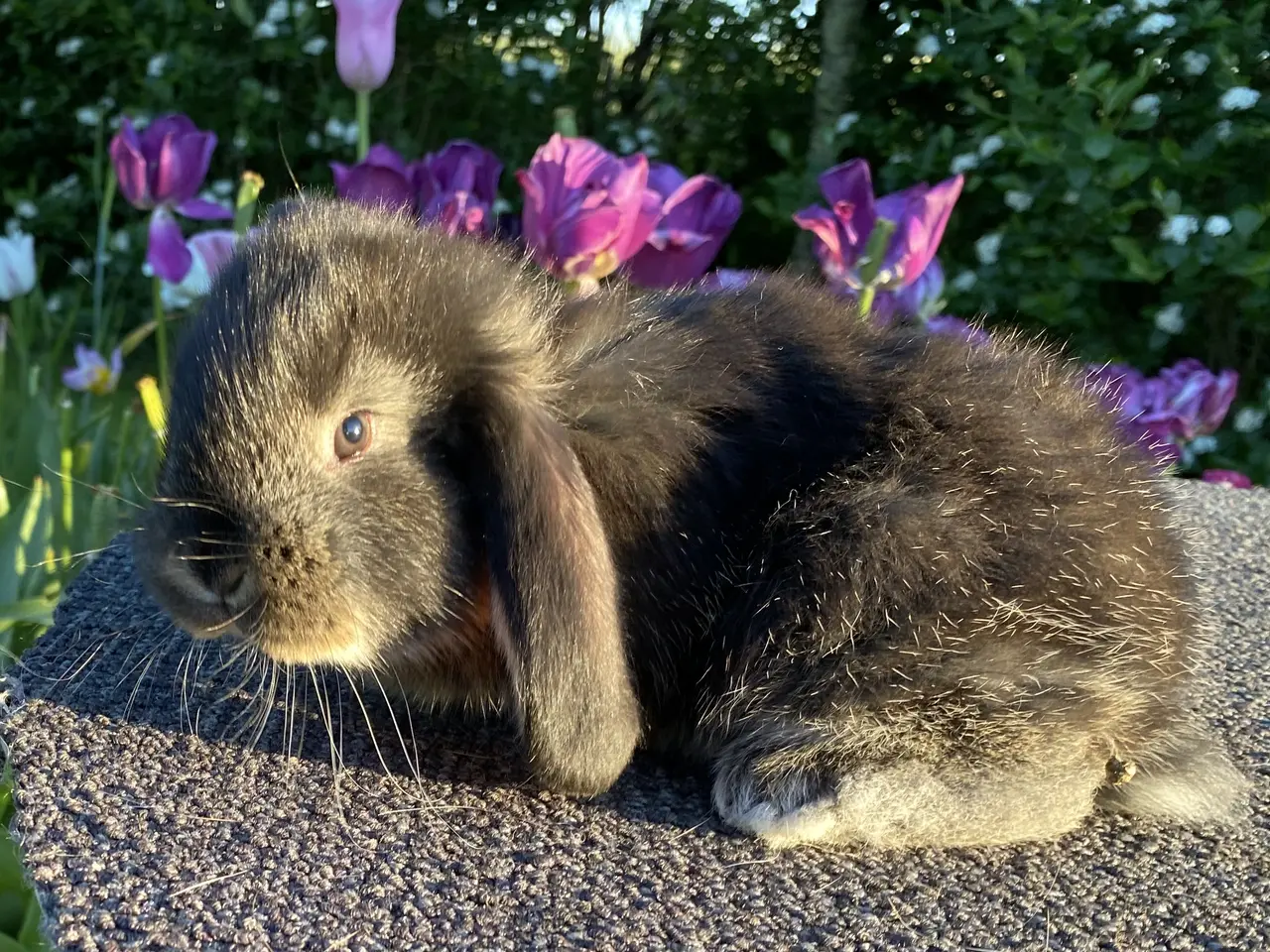 Billede 4 - FRANSK VÆDDER HAN SORT OTTER