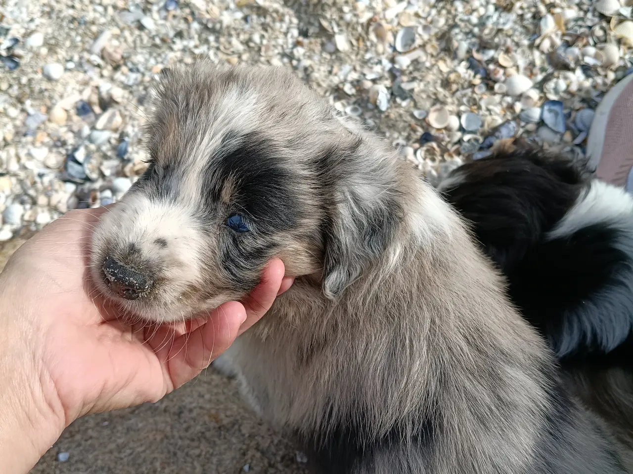 Billede 4 - Australien sheppard/border collie