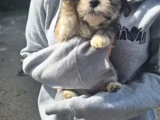 Lhasa Apso malteser hvalpe 