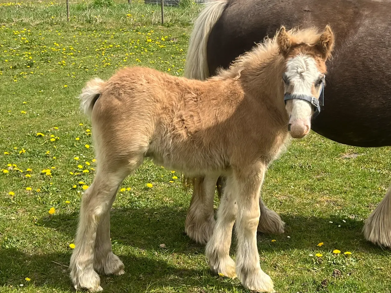 Billede 3 - Miniature Irish cob